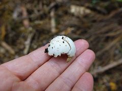 Hemiphaga novaeseelandiae