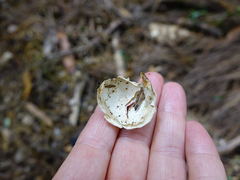 Hemiphaga novaeseelandiae