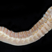 Ampharetidae - Photo (c) smithsonian_marinegeo, some rights reserved (CC BY-NC-SA), uploaded by smithsonian_marinegeo