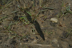 Erpobdellidae
