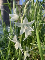 Ornithogalum nutans