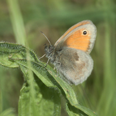Coenonympha pamphilus