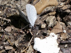 Celastrina neglectamajor