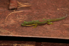 Phelsuma lineata