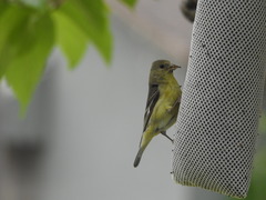 Spinus psaltria