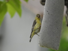 Spinus psaltria