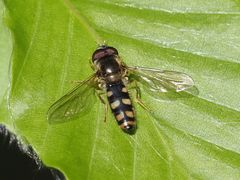 Epistrophella euchroma