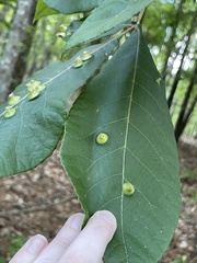 Phylloxera caryaefoliae