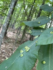 Phylloxera caryaefoliae