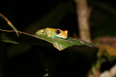Boophis viridis
