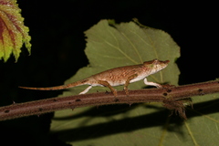 Calumma emelinae