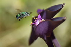 Euglossa