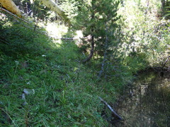 Botrychium crenulatum