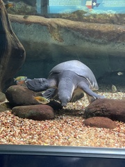 Carettochelys insculpta