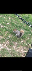Sciurus carolinensis