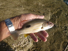 Lutjanus russellii