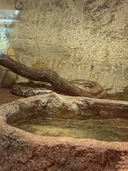 Simalia amethistina