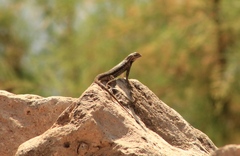Sceloporus edbelli