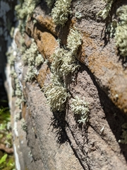 Ramalina labiosorediata