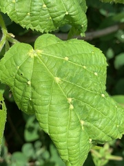 Eriophyes exilis