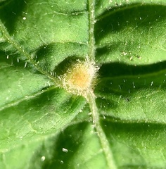Eriophyes exilis