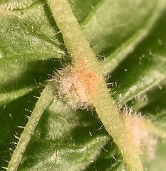 Eriophyes exilis
