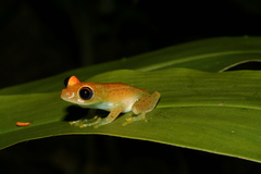 Boophis viridis