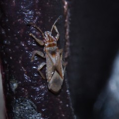 Thaumastocoridae