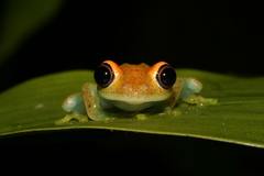 Boophis viridis