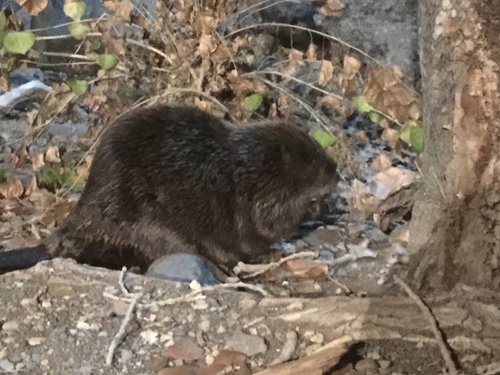 American Beaver photographed in Nevada