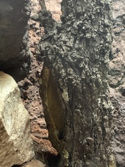 Rhacodactylus leachianus
