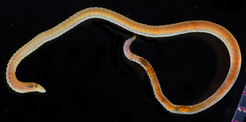 Representative image of Scoletoma