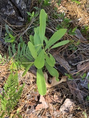 Asimina angustifolia