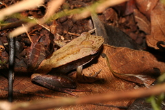Mantidactylus