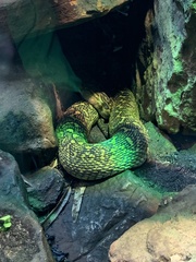 Protobothrops flavoviridis
