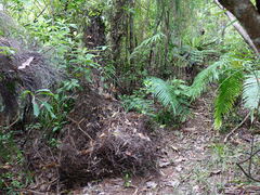 Lygodium articulatum