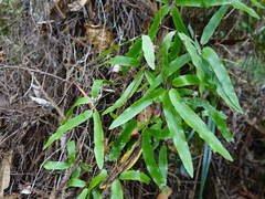 Lygodium articulatum