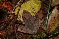 Gephyromantis luteus