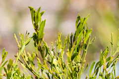 Baccharis sarothroides × pilularis