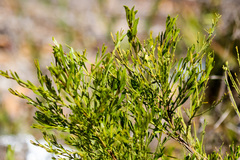 Baccharis sarothroides × pilularis