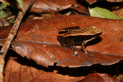 Mantidactylus opiparis