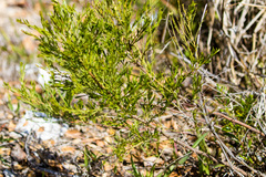 Baccharis sarothroides × pilularis