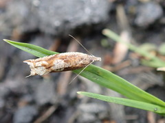Ancylis unguicella