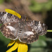 White-patched Skipper - Photo (c) Eric Isley, some rights reserved (CC BY-NC), uploaded by Eric Isley