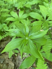 Medeola