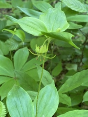 Medeola