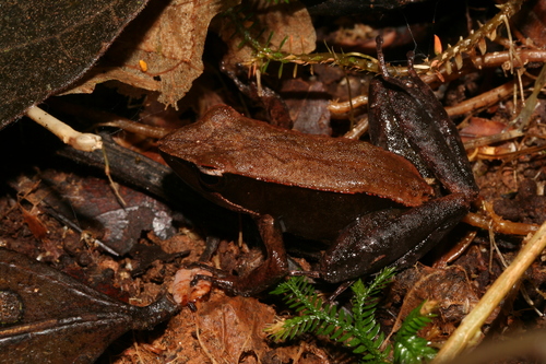 Eastern Madagascar Frog, Mantidactylus melanopleura