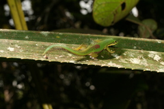 Phelsuma lineata