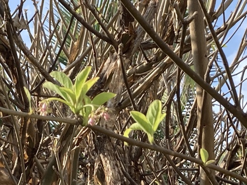 Jatropha sympetala (Jatropha sympetala)