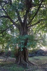 Ficus